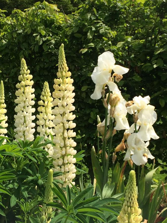 Cote Jardin Hébergement de vacances *