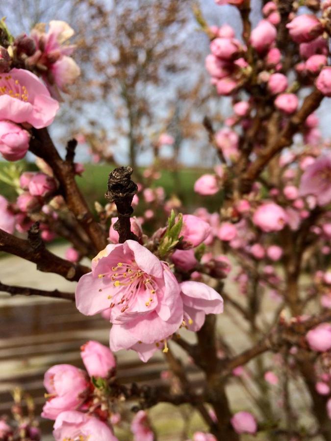 Hébergement de vacances Cote Jardin Vannecrocq